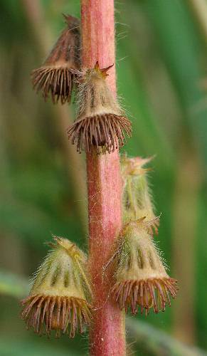 Fotografie von Agrimonia eupatoria, Gewöhnlicher Odermennig