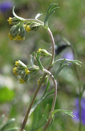 Fotografie von Artemisia umbelliformis, Echte Edelraute