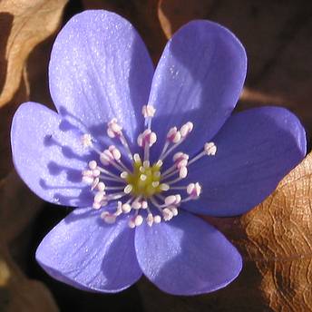 Fotografie von Hepatica nobilis, Leberblümchen