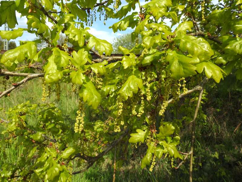 Fotografie von Quercus robur, Stiel-Eiche