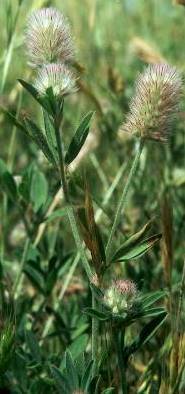 Fotografie von Trifolium arvense, Hasen-Klee